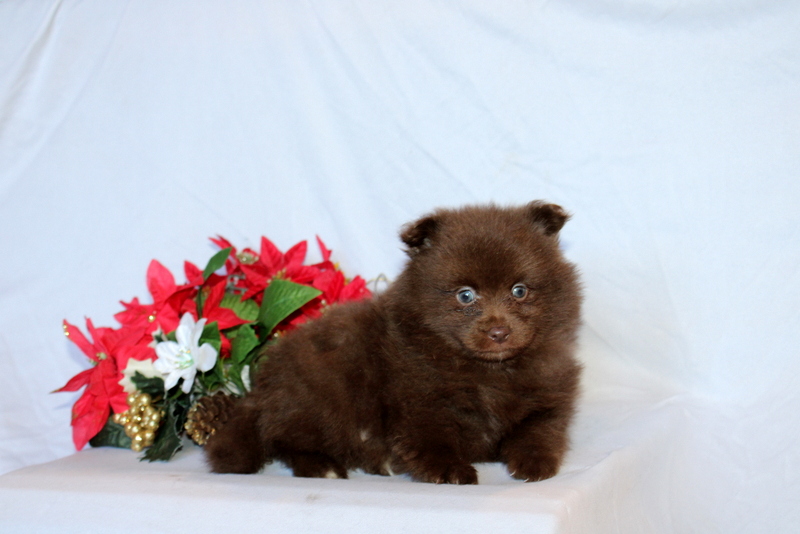 puppy, for, sale, Pomeranian, Matthew B. Stoltzfus, dog, breeder, Gap, PA, dog-breeder, puppy-for-sale, forsale, nearby, find, puppyfind, locator, puppylocator, aca